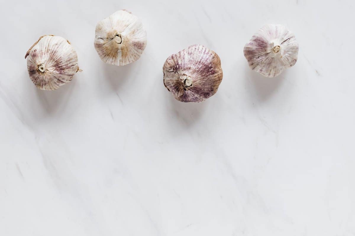 Ist Knoblauch giftig für Hunde? Gefährlicher als Zwiebeln! – go4vet
