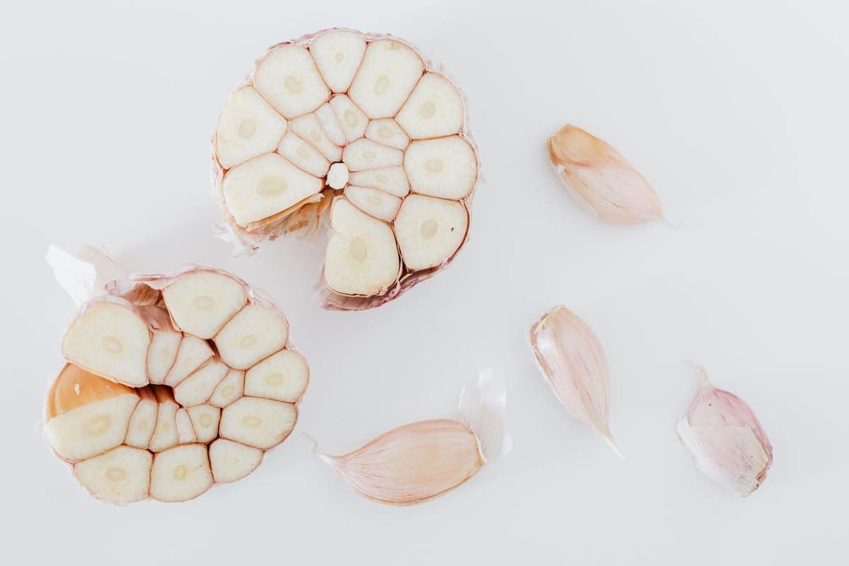 Ist Knoblauch giftig für Katzen? Gefährlicher als Zwiebeln! – go4vet