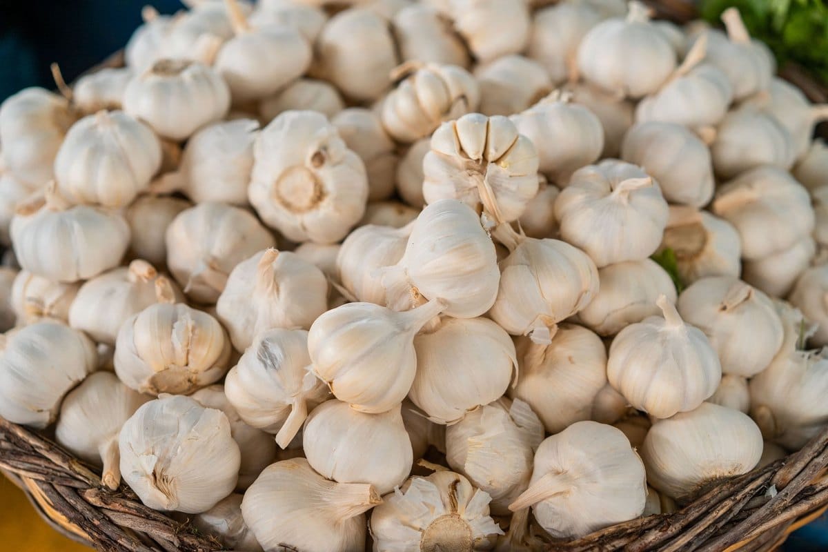 Ist Knoblauch giftig für Katzen? Gefährlicher als Zwiebeln! – go4vet
