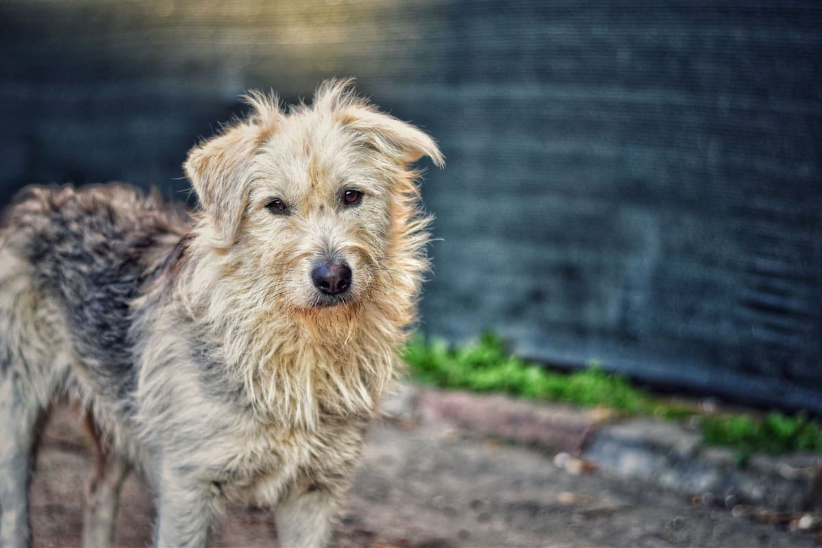 Knochenkrebs bei Hunden – go4vet