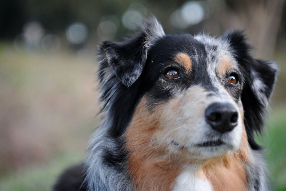 Knochenkrebs bei Hunden – go4vet