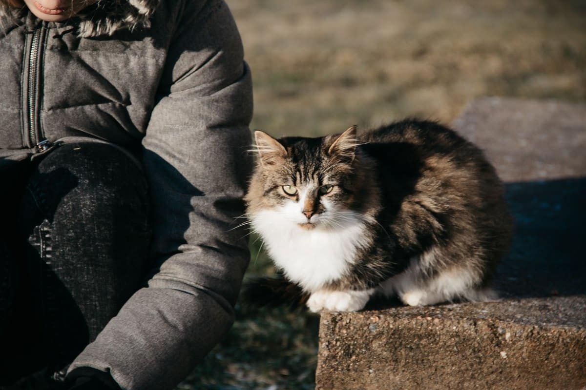 Knochenkrebs bei Katzen – go4vet