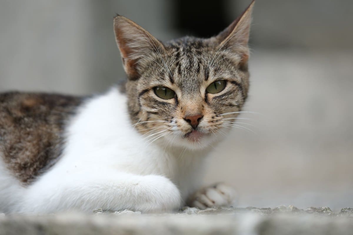 Knochenkrebs bei Katzen – go4vet