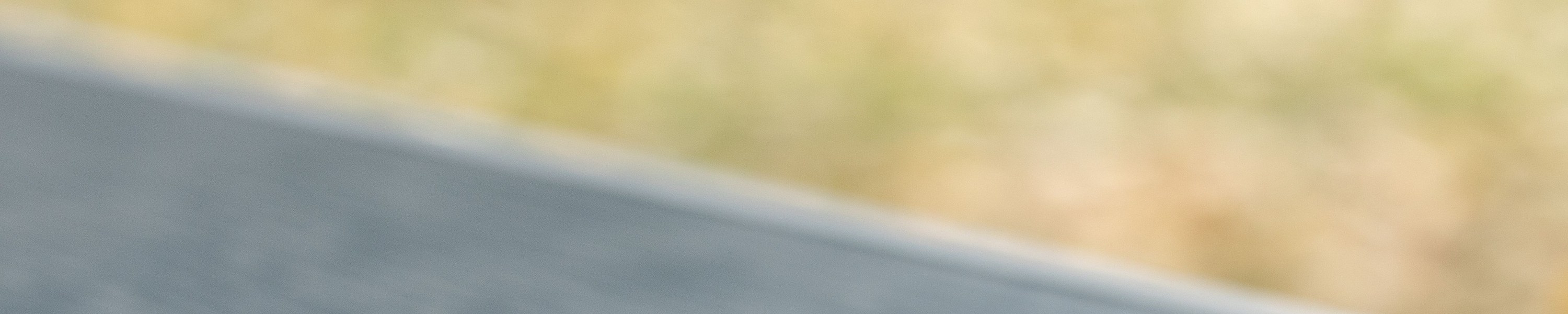 Königspython halten: Pflege und Haltung für Anfänger