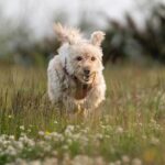 Können Hunde weinen?