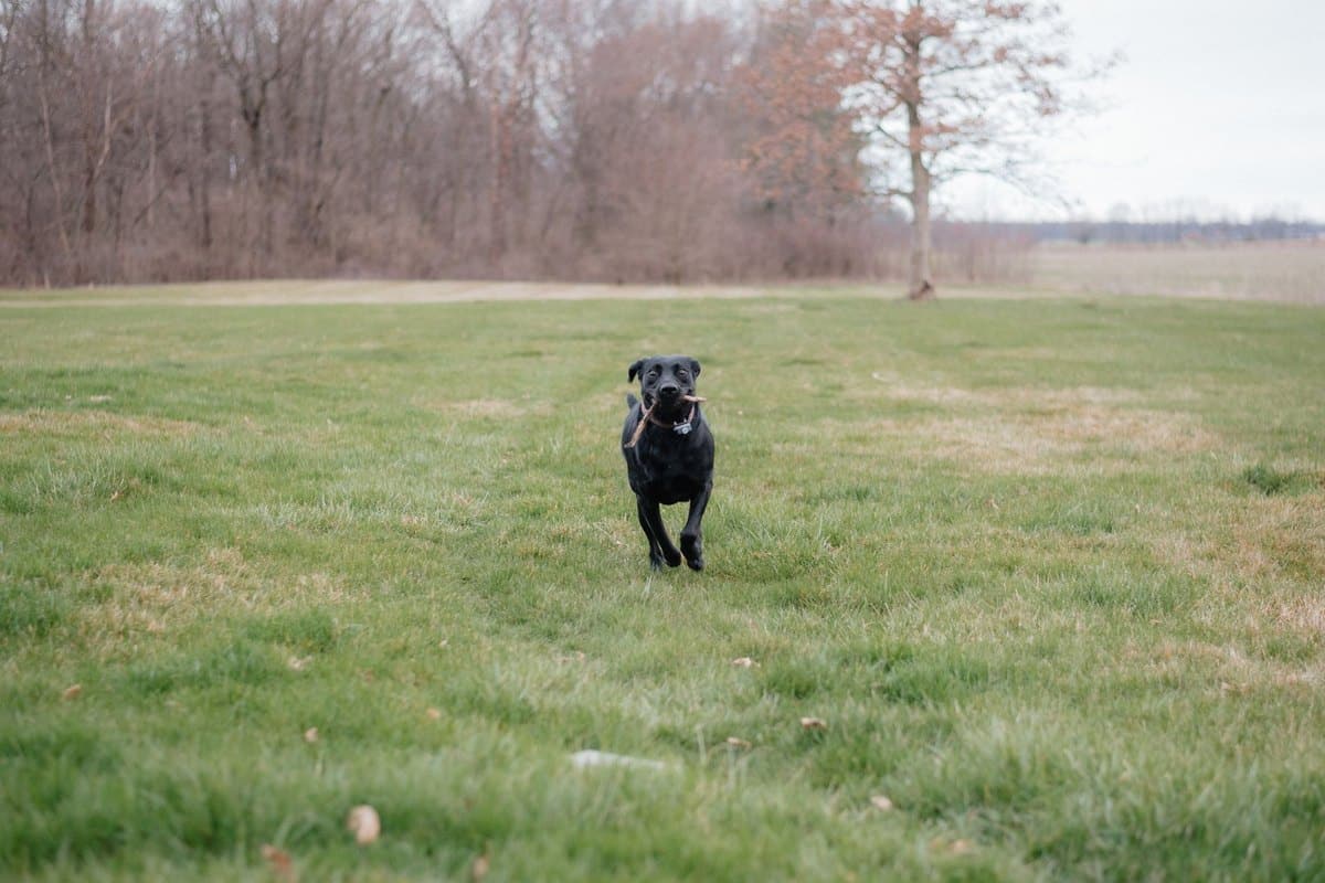 Können Hunde weinen? – go4vet