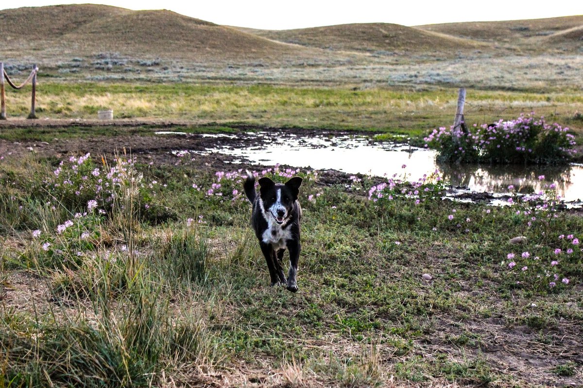 Können Hunde weinen? – go4vet