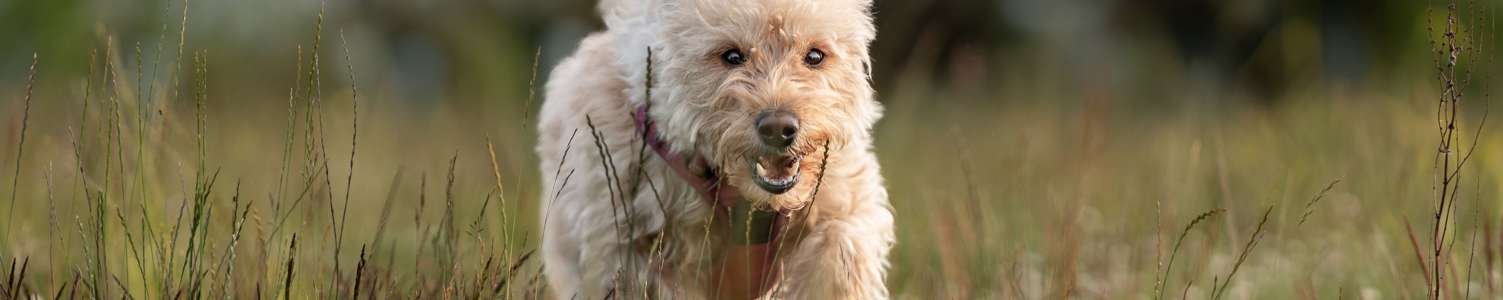 Können Hunde weinen?