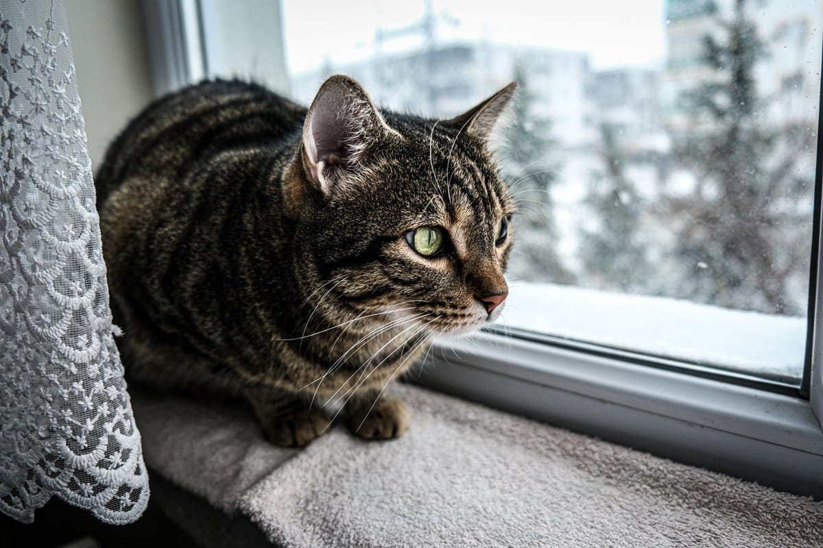 Können Katzen weinen? – go4vet