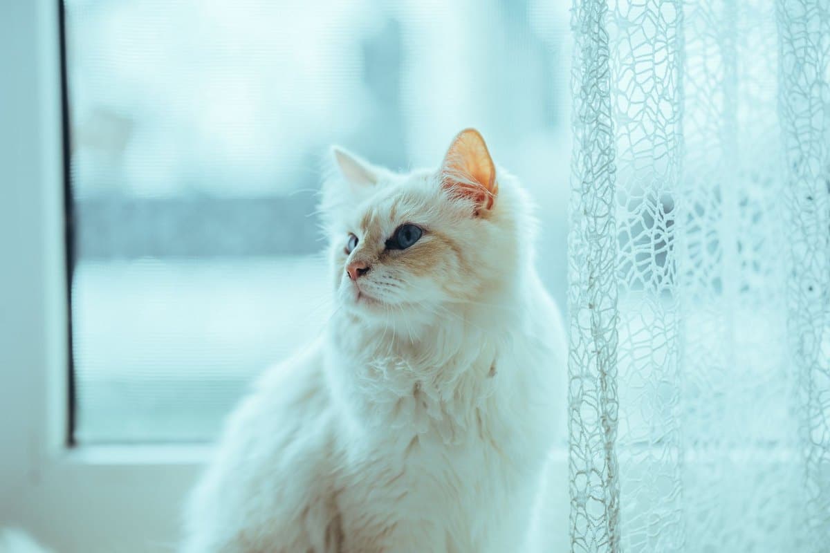 Können Katzen weinen? – go4vet