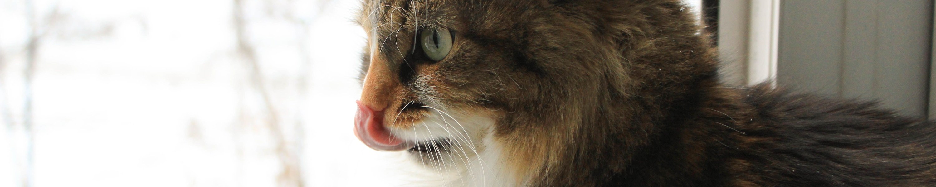 Können Katzen weinen?
