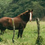 Kolik beim Pferd: Symptome, Sofortmaßnahmen und Behandlung