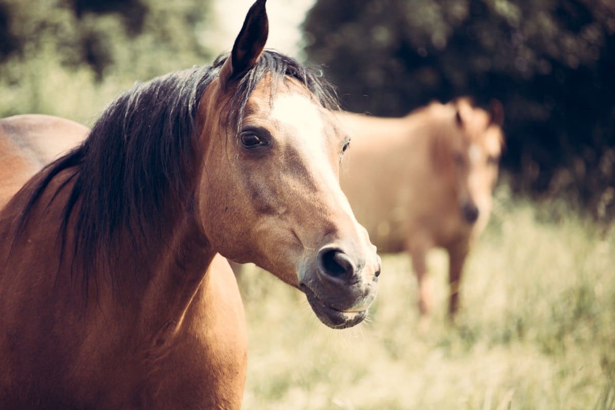 Kolik beim Pferd: Symptome, Sofortmaßnahmen und Behandlung – go4vet
