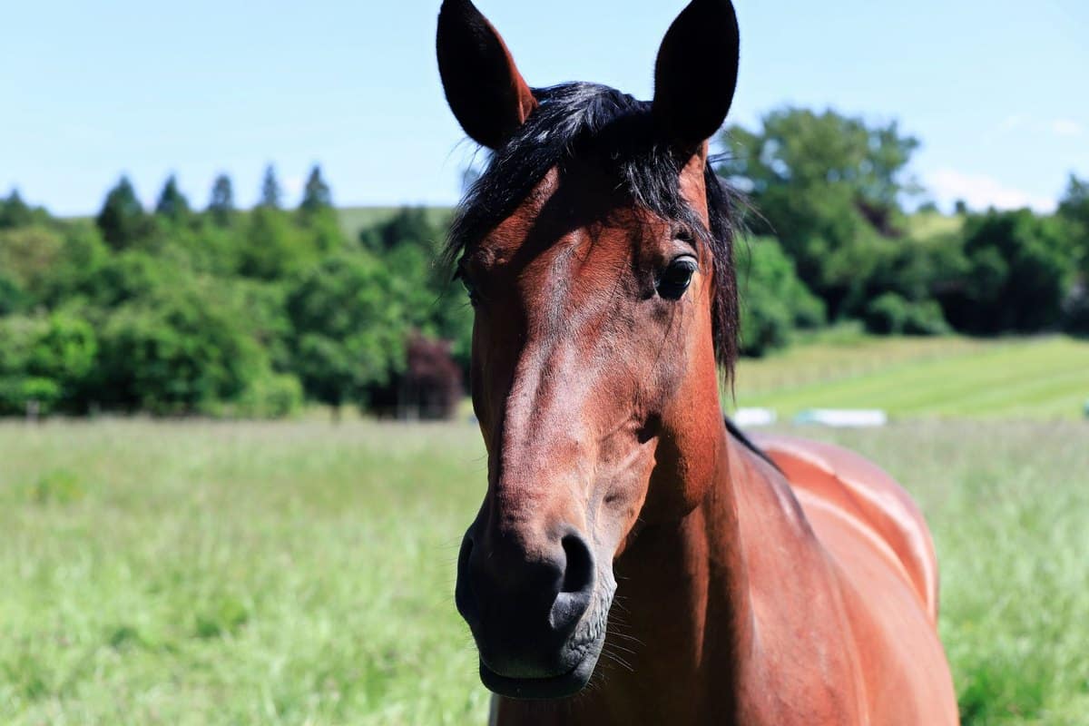 Kolik beim Pferd: Symptome, Sofortmaßnahmen und Behandlung – go4vet