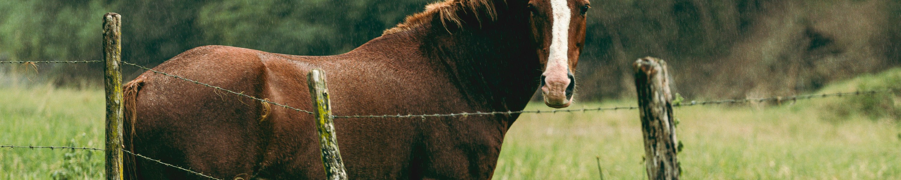 Kolik beim Pferd: Symptome, Sofortmaßnahmen und Behandlung