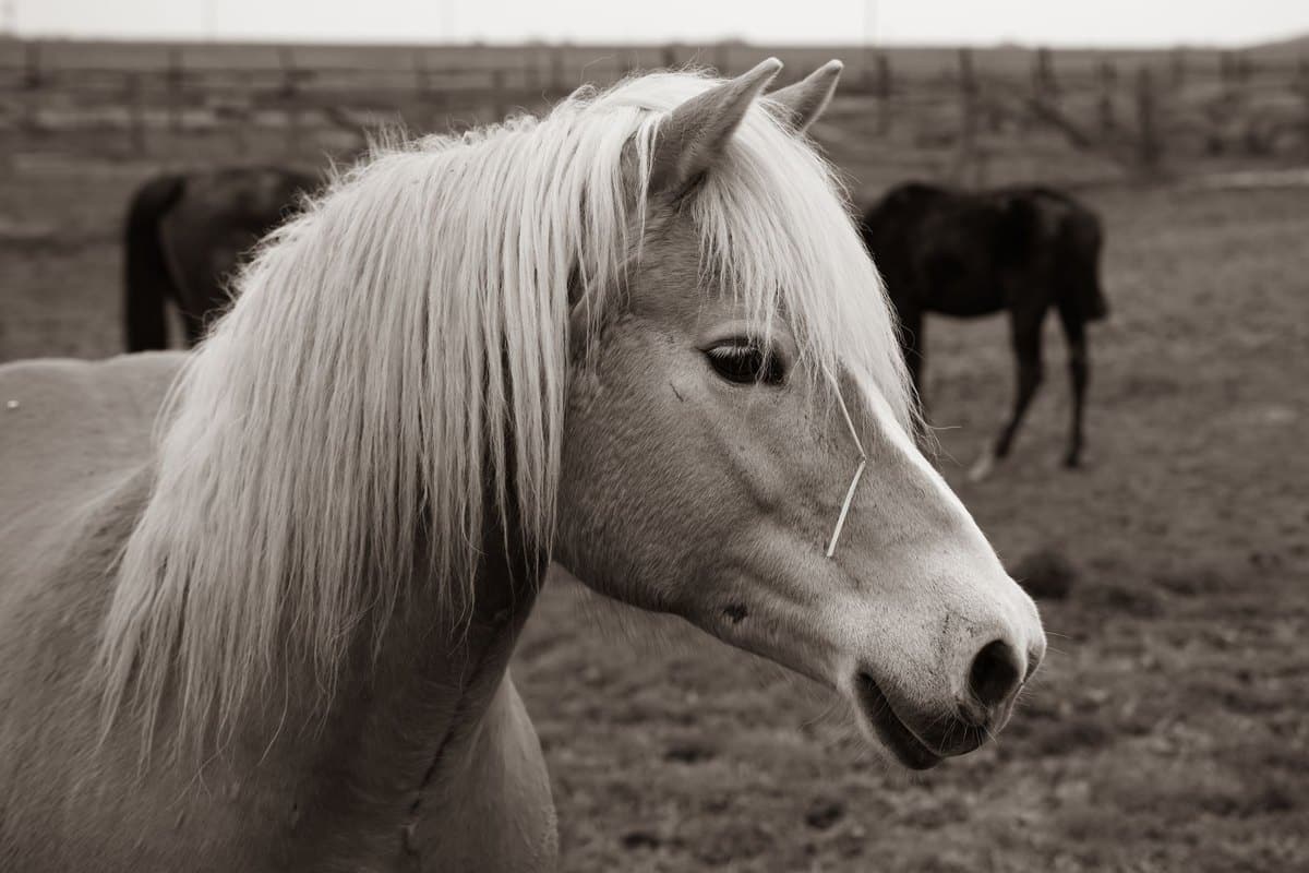 Kolik beim Pferd: Symptome, Erste Hilfe & wann zum Tierarzt – go4vet