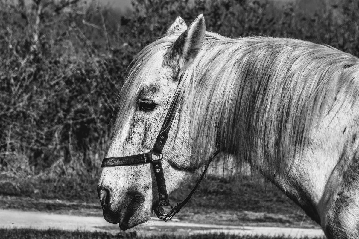Kolik beim Pferd: Symptome, Erste Hilfe & wann zum Tierarzt – go4vet