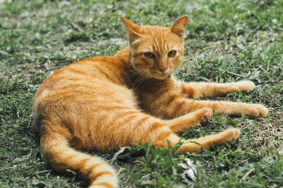 Krämpfe bei Katzen – go4vet