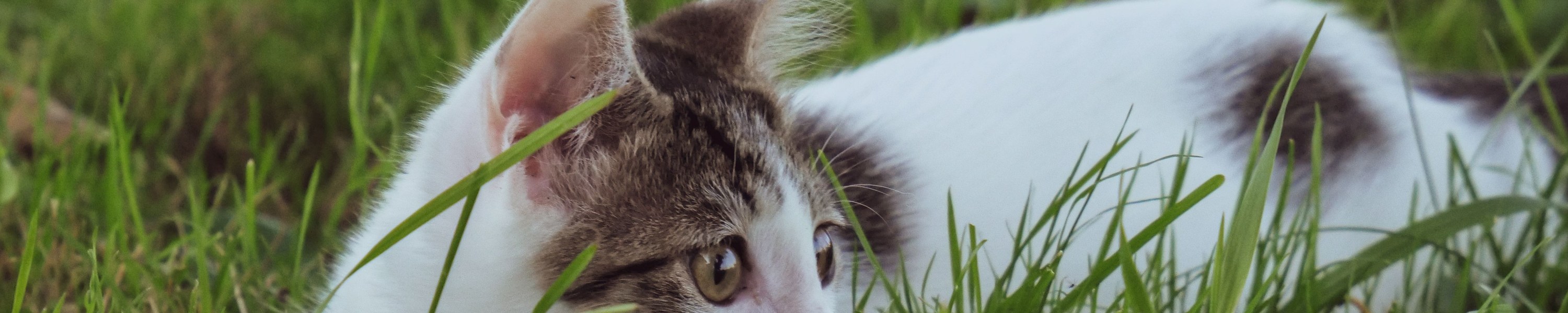 Krämpfe bei Katzen