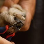 Krallen schneiden beim Hund