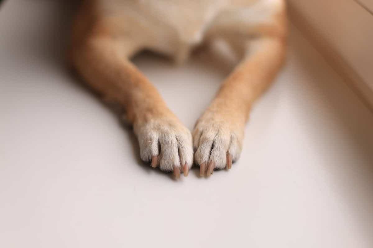 Krallen schneiden beim Hund – go4vet
