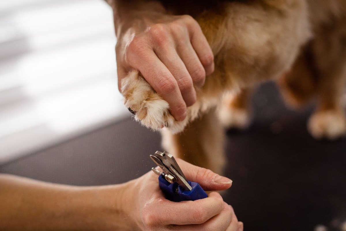 Krallen schneiden beim Hund – go4vet
