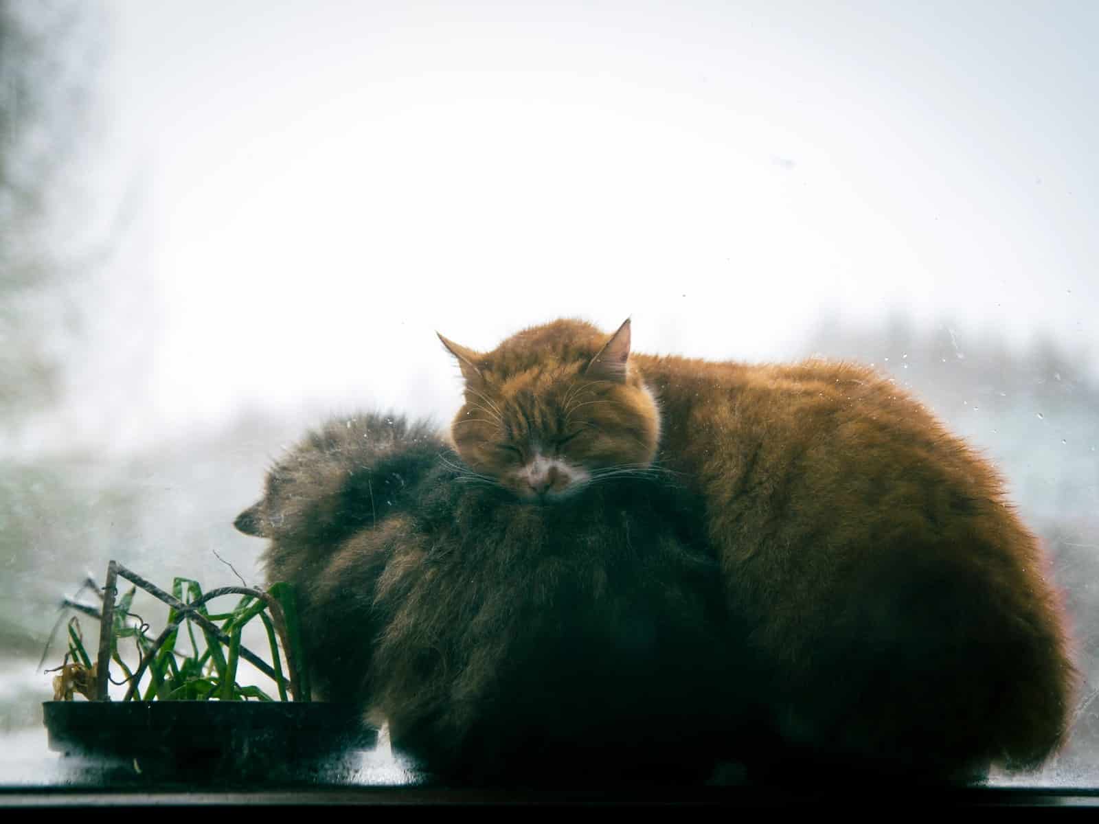 Kratzmöbel und Kletterwand: Wohnung katzengerecht einrichten