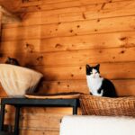 Kreuzbandriss bei Katzen
