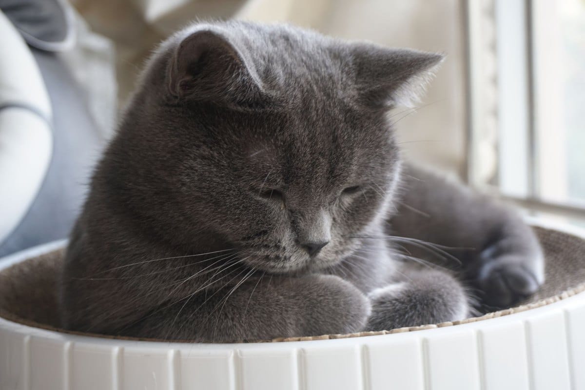 Kreuzbandriss bei Katzen – go4vet