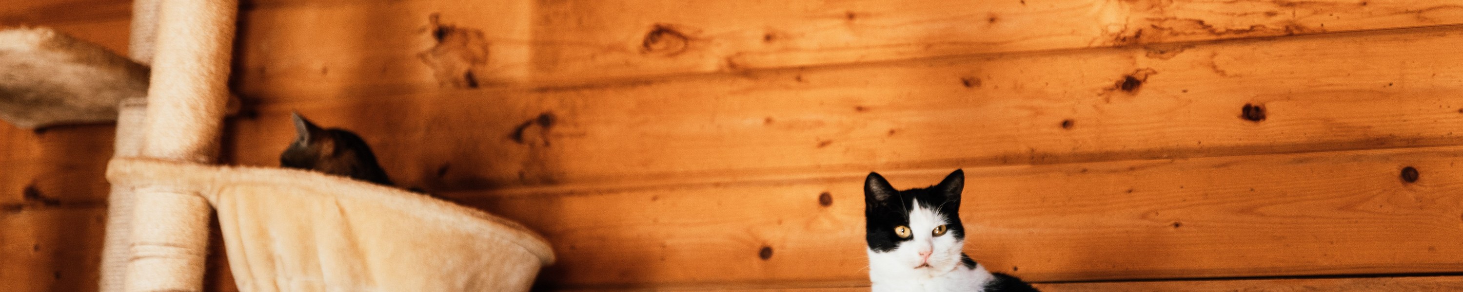 Kreuzbandriss bei Katzen