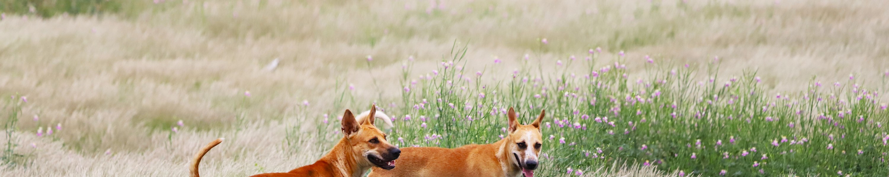 Kreuzbandriss beim Hund