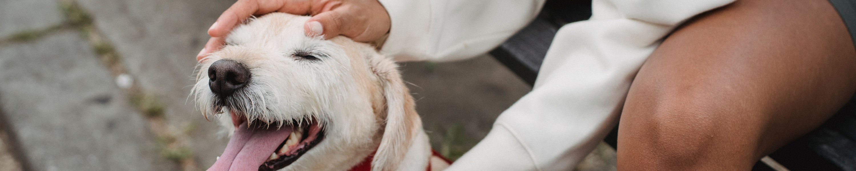 Kreuzbandriss beim Hund: OP-Kosten, Methoden und Versicherungs-Schutz 2026