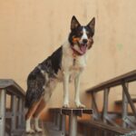 Kurzhaar-Collie