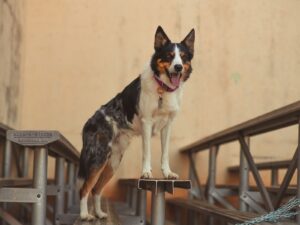 Kurzhaar-Collie