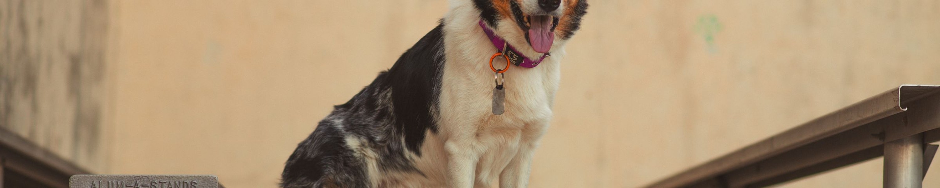 Kurzhaar-Collie