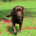 Labrador Retriever als Jagdhund: Eigenschaften & Training