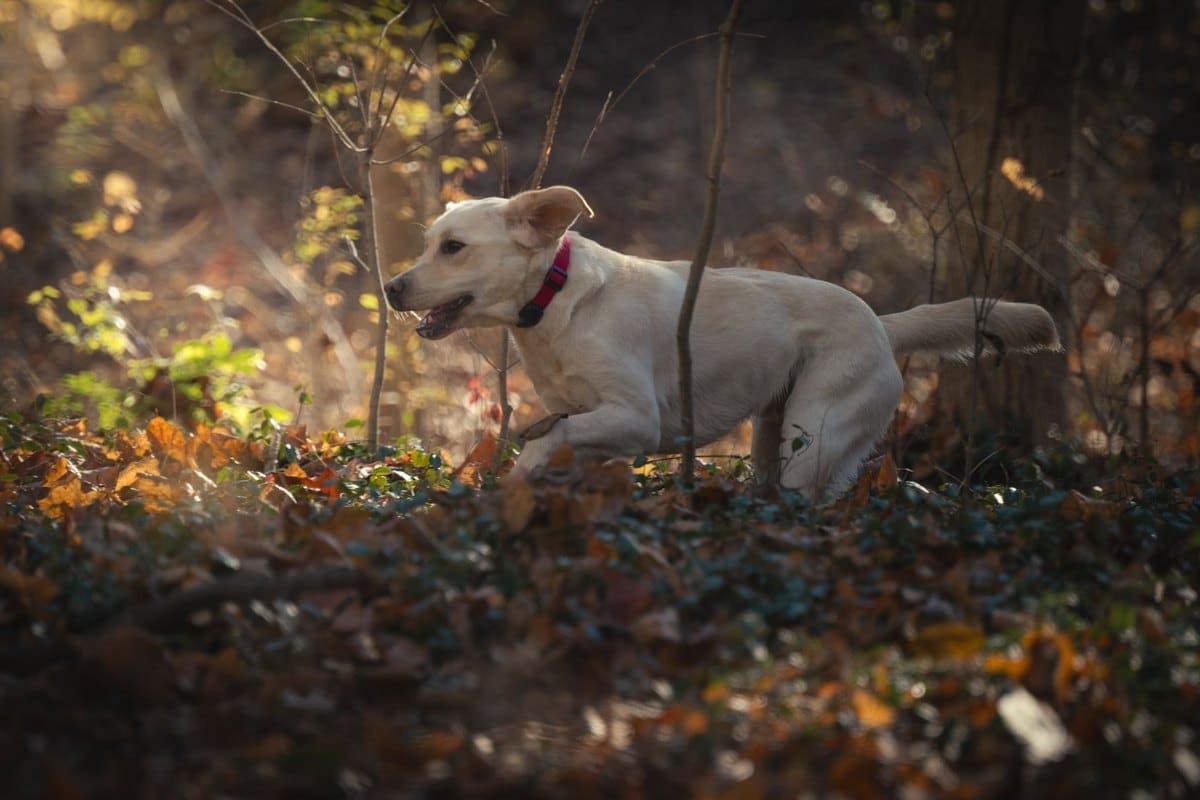 Labrador Retriever als Jagdhund: Eigenschaften & Training – go4vet