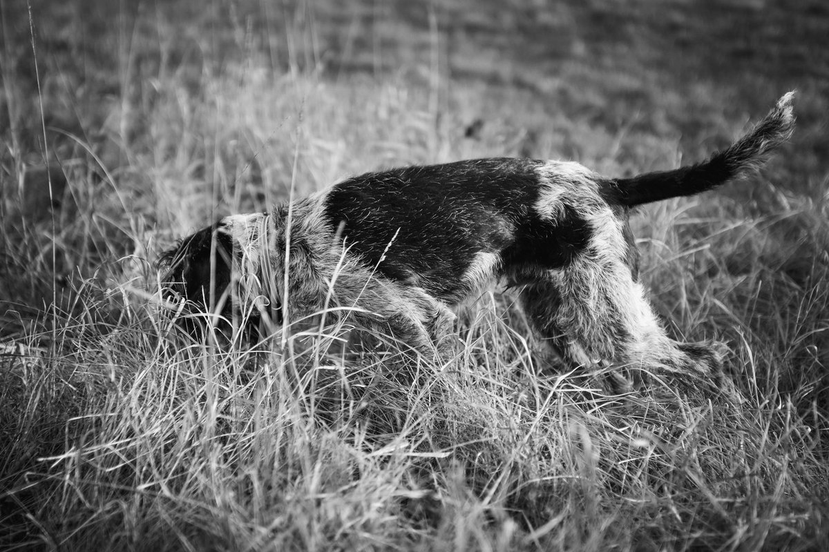 Labrador Retriever als Jagdhund: Eigenschaften & Training – go4vet