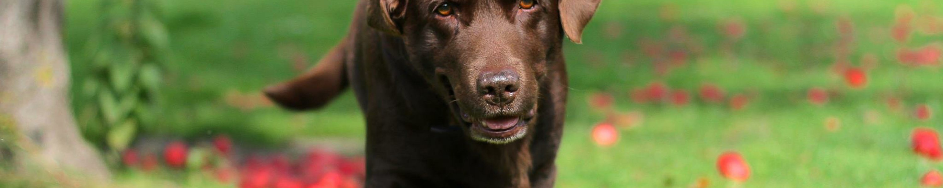 Labrador Retriever als Jagdhund: Eigenschaften & Training