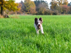 Lagotto Romagnolo