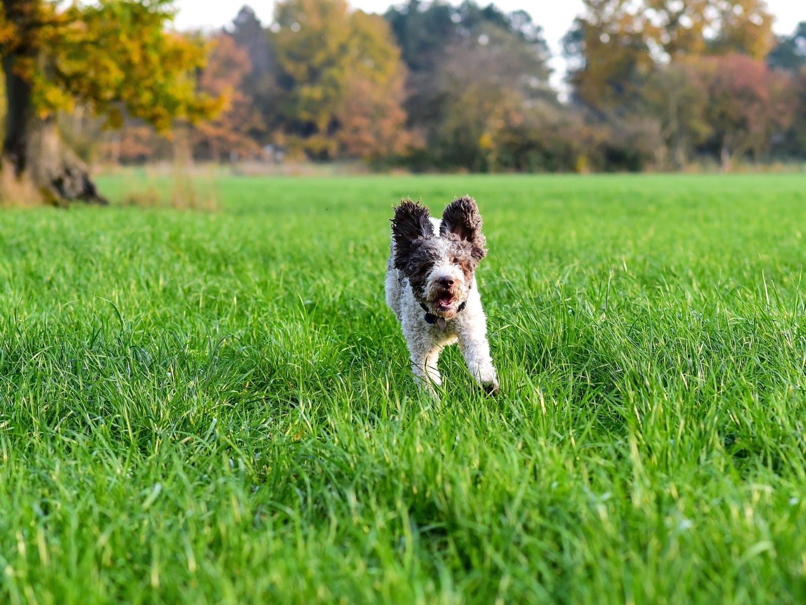 Lagotto Romagnolo
