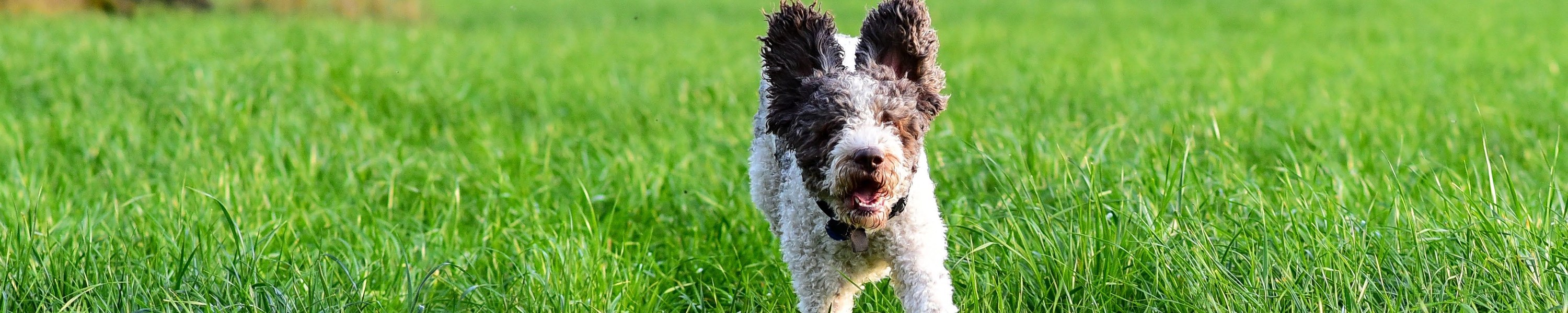 Lagotto Romagnolo