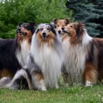 Collie (Langhaar)