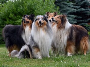 Collie (Langhaar)