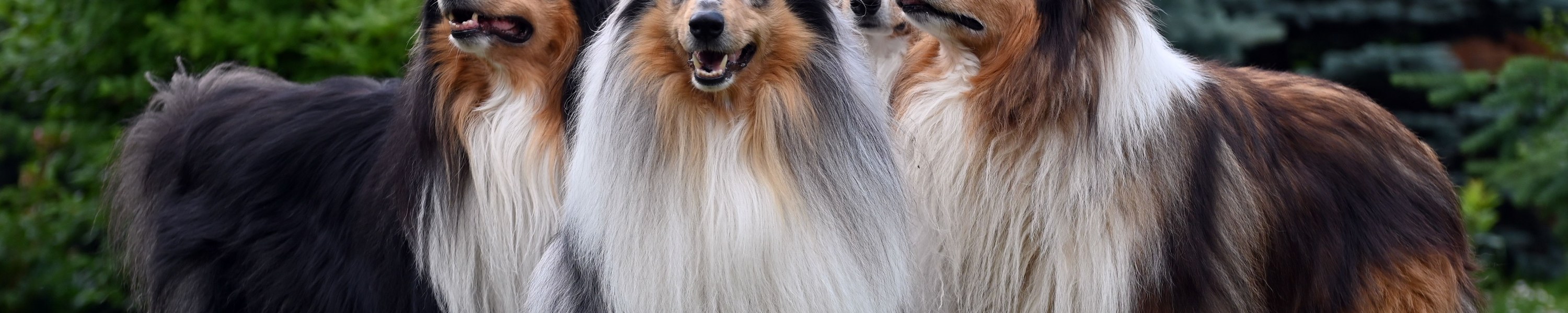 Collie (Langhaar)