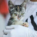 Langhaar-Katzen Übersicht