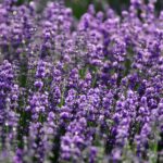 Lavendel Hund: Ist Lavendel für Hunde gefährlich?