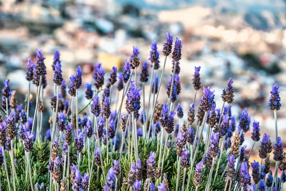 Lavendel Hund: Ist Lavendel für Hunde gefährlich? – go4vet