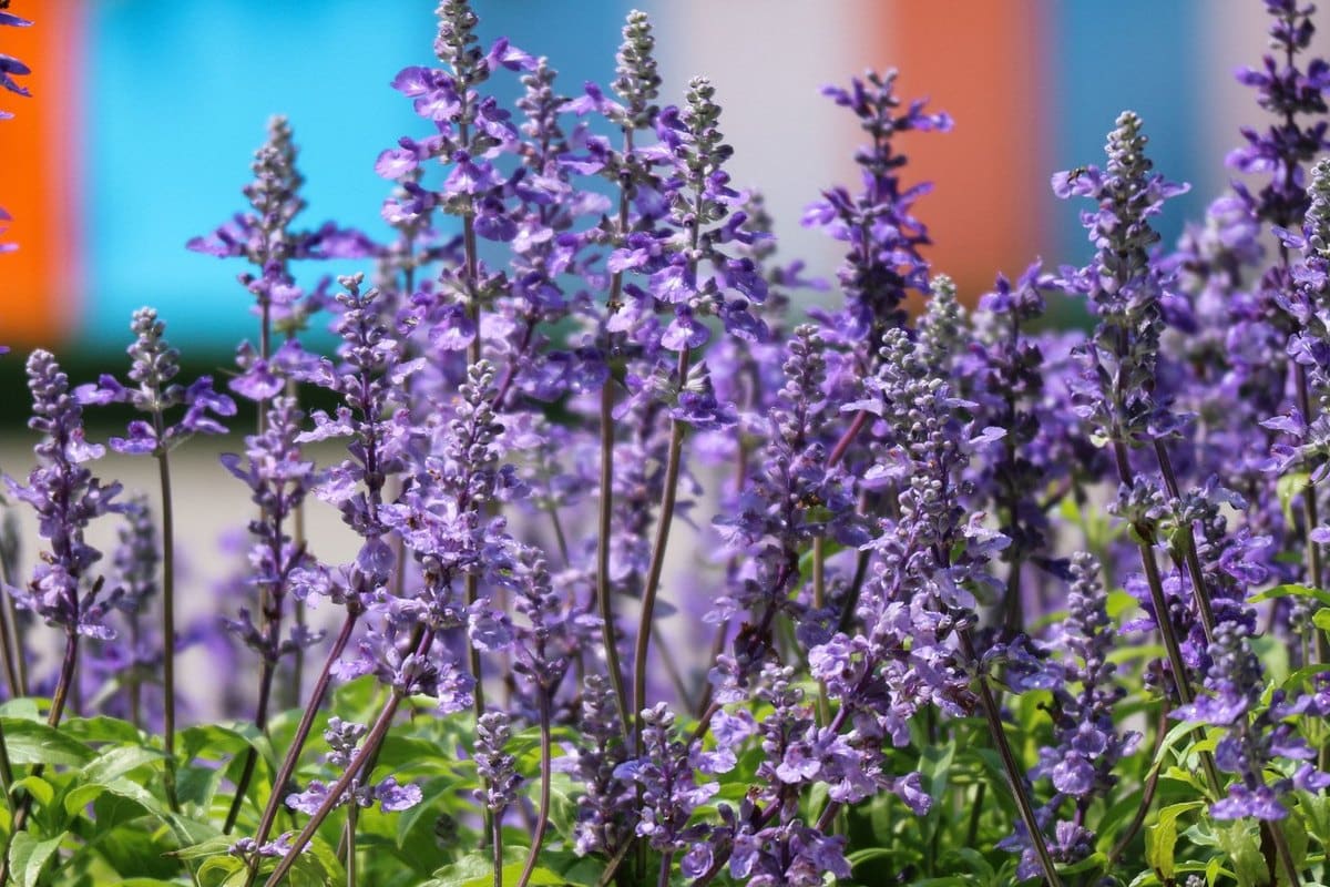 Lavendel Hund: Ist Lavendel für Hunde gefährlich? – go4vet