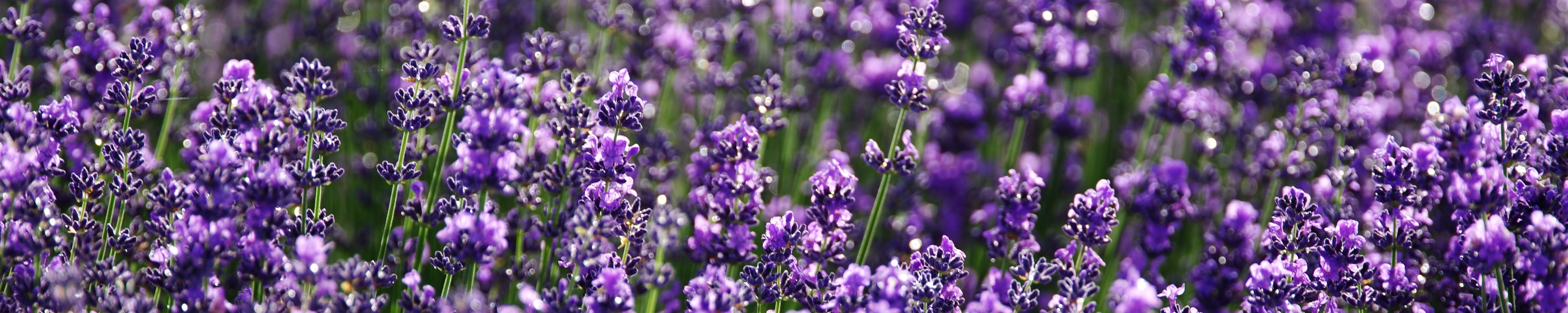 Lavendel Hund: Ist Lavendel für Hunde gefährlich?